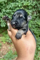 Bagheera, a male German Shepherd Dog for sale in Jonesboro, GA – 1 of 3