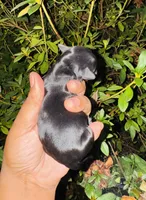 Kansas, a female Yorkipoo for sale in Jonesboro, GA – 2 of 2