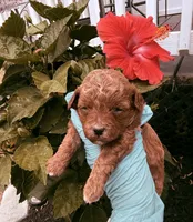 Lala, a female Poodle - Toy  for sale in Jonesboro, GA – Photo 3 of 6