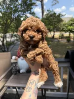 Lala, a female Poodle - Toy  for sale in Jonesboro, GA – Photo 2 of 6