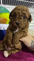 Lala, a female Poodle - Toy  for sale in Jonesboro, GA – Photo 5 of 6