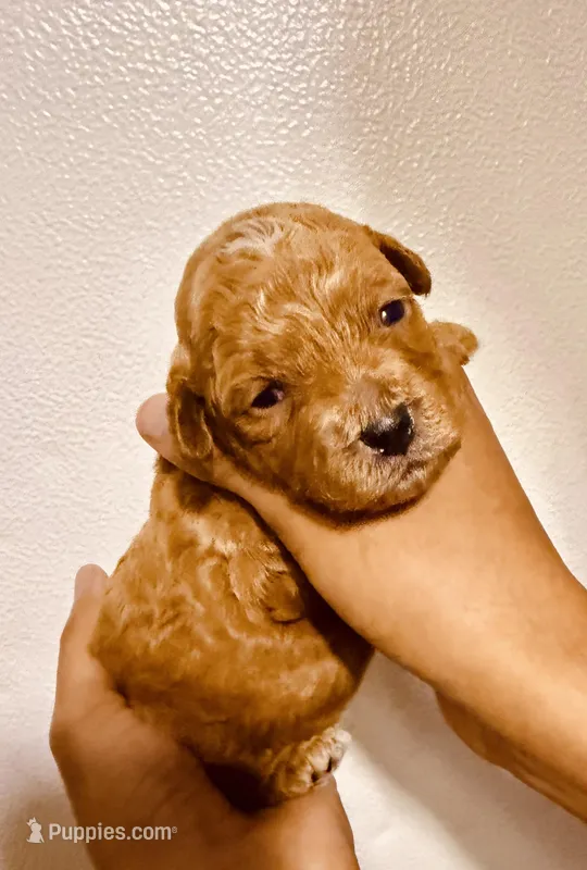 Dipsy – Poodle - Toy  puppy for sale in Jonesboro, GA