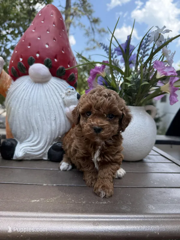 Dipsy – Poodle - Toy  puppy for sale in Jonesboro, GA