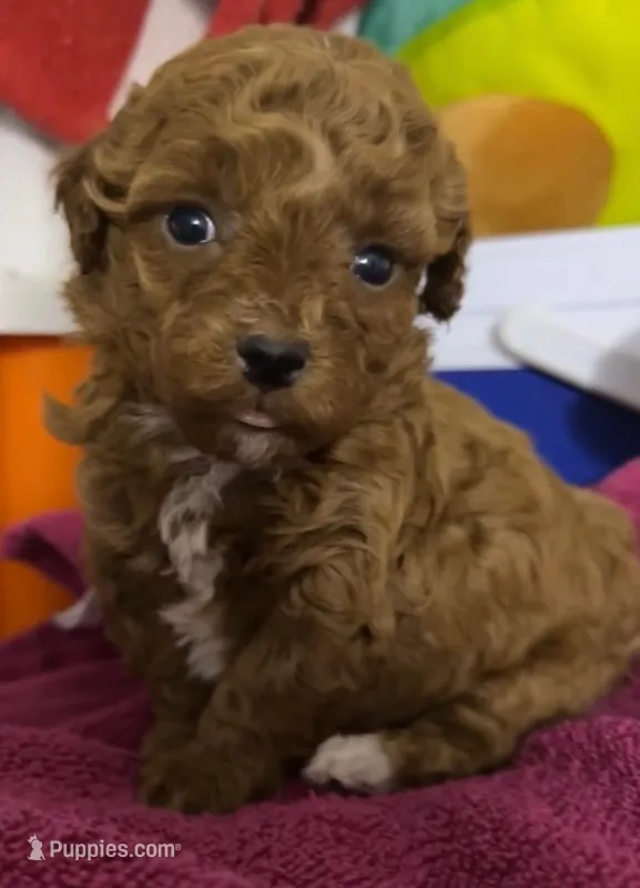 Dipsy – Poodle - Toy  puppy for sale in Jonesboro, GA