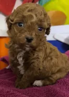 Lala, a female Poodle - Toy  for sale in Jonesboro, GA – Photo 4 of 6