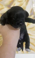 Jack Jack, a male Shihpoo for sale in Jonesboro, GA – 1 of 1