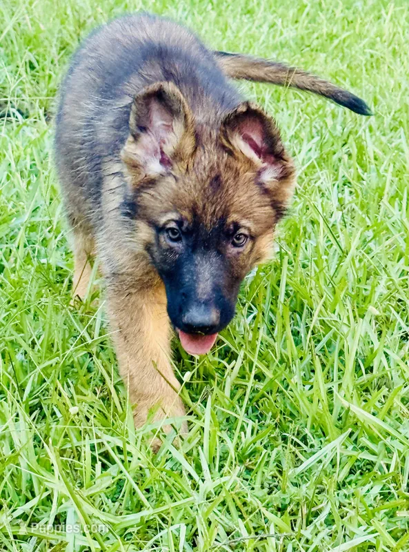 Betsy – German Shepherd Dog puppy for sale in Jonesboro, GA
