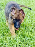 Betsy, a female German Shepherd Dog for sale in Jonesboro, GA – 1 of 7