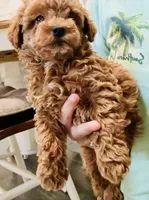 Valentino, a male Poodle - Toy  for sale in Jonesboro, GA – 3 of 3