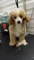 Lucy, a female Poodle - Toy  for sale in Jonesboro, GA – 2 of 2
