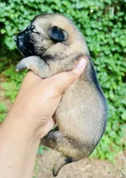 Kaa, a male German Shepherd Dog for sale in Jonesboro, GA – 2 of 3