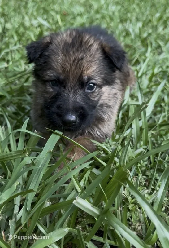 Baloo – German Shepherd Dog puppy for sale in Jonesboro, GA