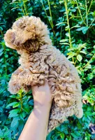Grits, a male Poodle - Toy  for sale in Jonesboro, GA – 3 of 3
