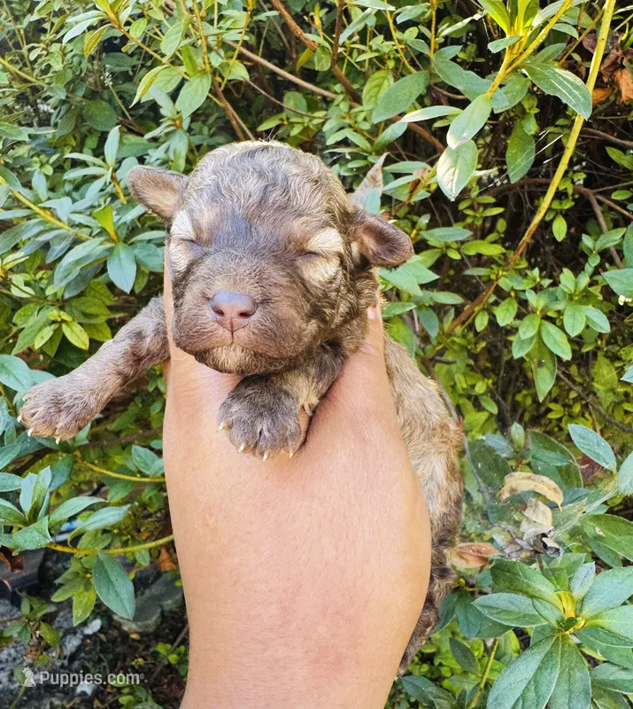 Coffee – Poodle - Toy  puppy for sale in Jonesboro, GA