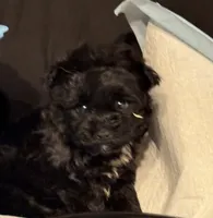 Star Girl , a female Yorkipoo and Poodle - Toy  for sale in Jonesboro, GA – 3 of 6