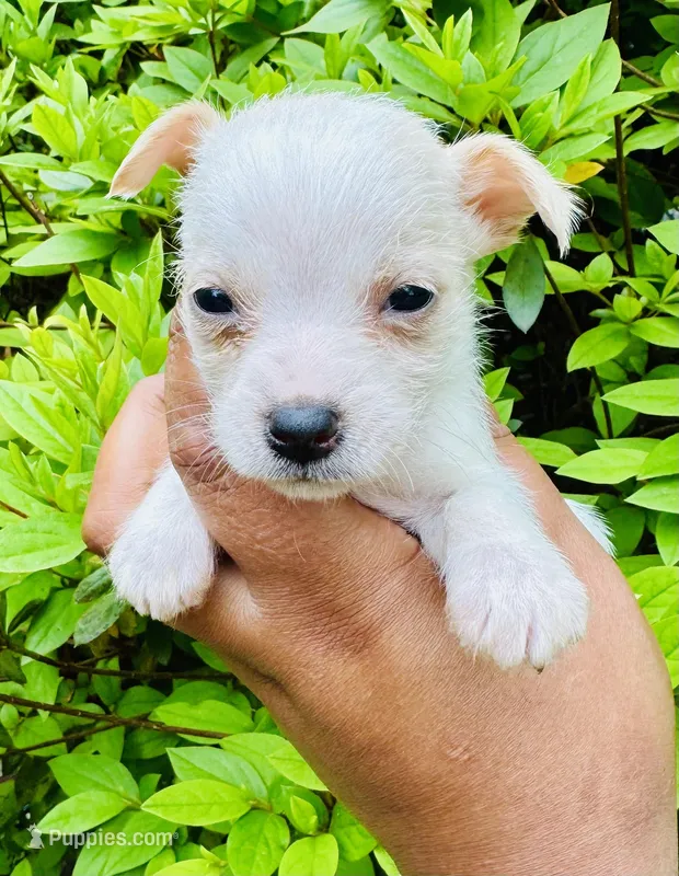 Cynthia – Chihuahua, Poodle - Toy  puppy for sale in Jonesboro, GA