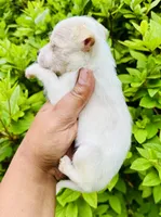 Cynthia, a female Chihuahua and Poodle - Toy  for sale in Jonesboro, GA – 2 of 2