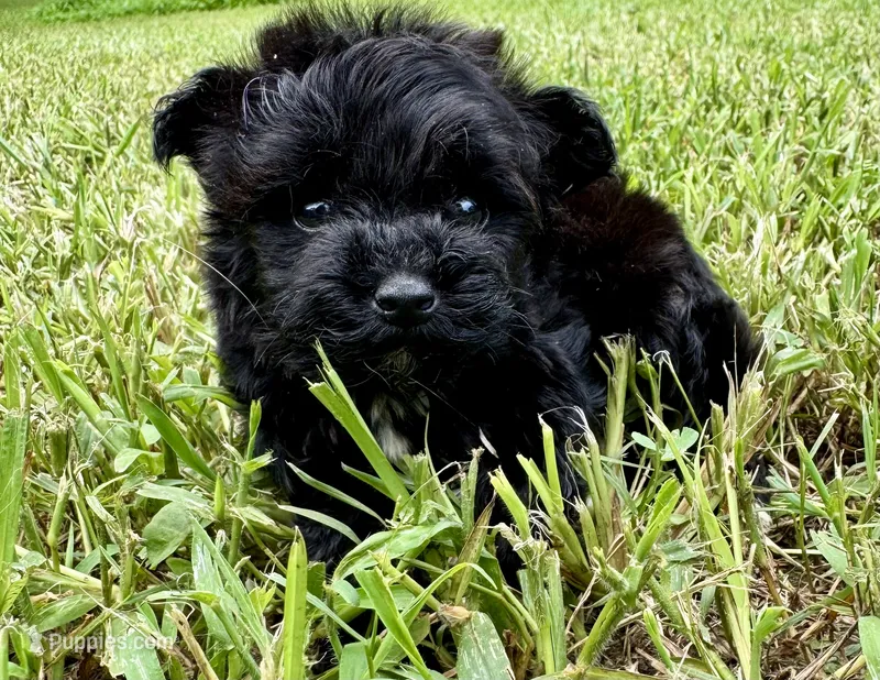 Star Girl  – Yorkipoo, Poodle - Toy  puppy for sale in Jonesboro, GA