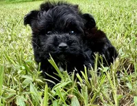 Star Girl , a female Yorkipoo and Poodle - Toy  for sale in Jonesboro, GA – 1 of 6