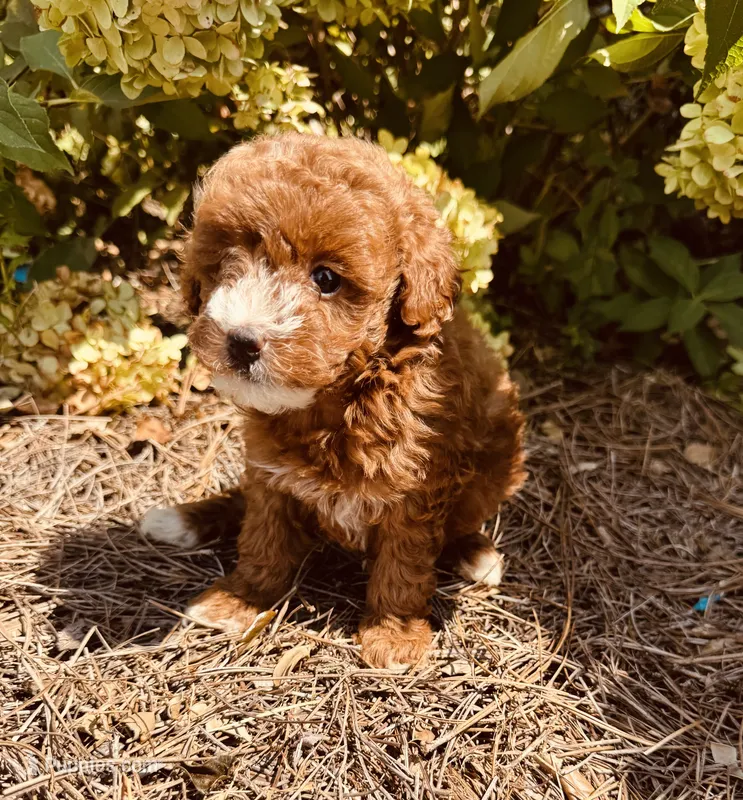 Niota – Poodle - Toy  puppy for sale in Jonesboro, GA