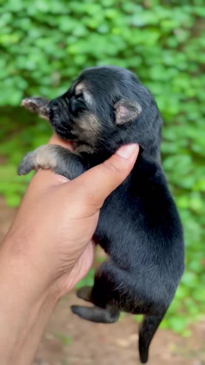 Bagheera, a male German Shepherd Dog for sale in Jonesboro, GA – 3 of 3