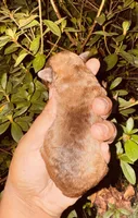 Coffee, a male Poodle - Toy  for sale in Jonesboro, GA – 2 of 2