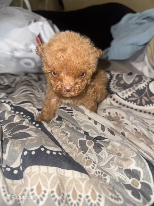 AKC TEACUP Angel – Poodle - Toy  puppy for sale in Jonesboro, GA