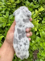 Pearl, a female American Bully for sale in Jonesboro, GA – 2 of 2