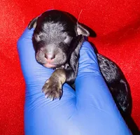 AKC Nami, a female Poodle - Toy  for sale in Jonesboro, GA – Photo 3 of 5