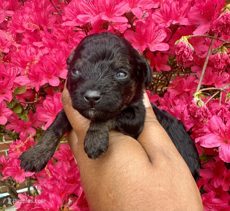 AKC Nami – Poodle - Toy  puppy for sale in Jonesboro, GA