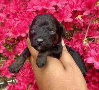AKC Nami, a female Poodle - Toy  for sale in Jonesboro, GA – Photo 1 of 5