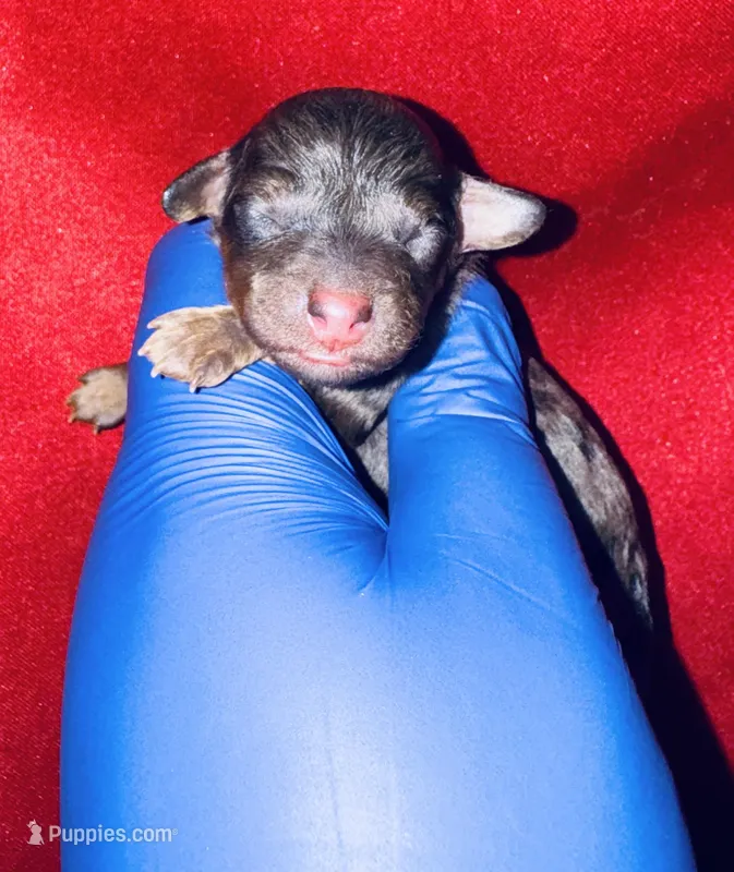 Nami – Poodle - Toy  puppy for sale in Jonesboro, GA