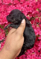 AKC Nami, a female Poodle - Toy  for sale in Jonesboro, GA – Photo 2 of 5