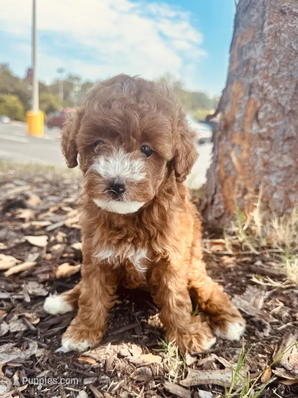 Shelby – Poodle - Toy  puppy for sale in Jonesboro, GA