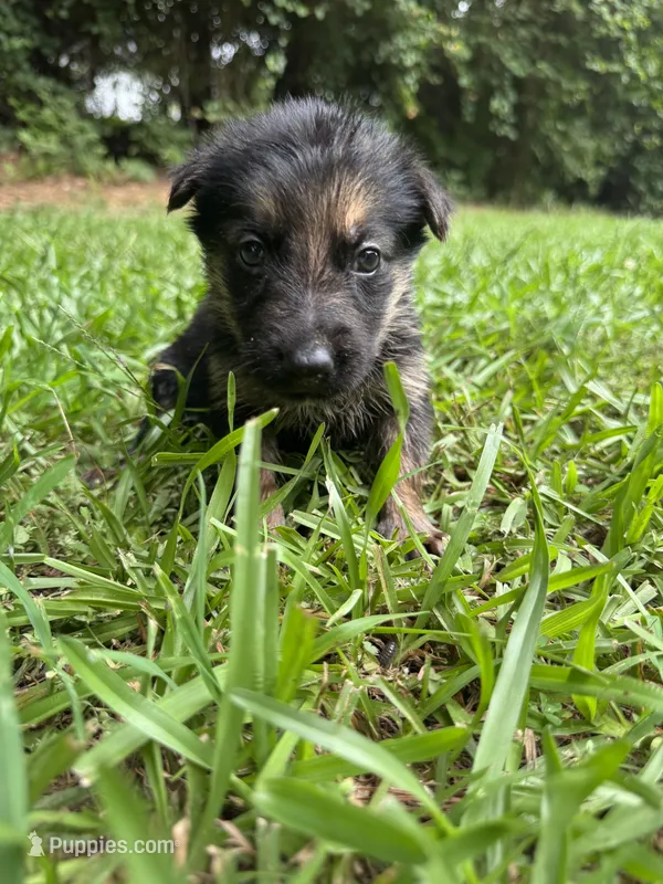 Mowgli  – German Shepherd Dog puppy for sale in Jonesboro, GA