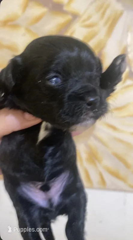 Mr.Incredible  – Shihpoo puppy for sale in Jonesboro, GA
