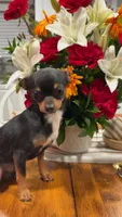 Apple, a male Chihuahua for sale in Jonesboro, GA – 2 of 3
