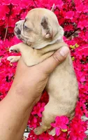 Exotic Sleeping Beauty , a female American Bully for sale in Jonesboro, GA – Photo 2 of 10
