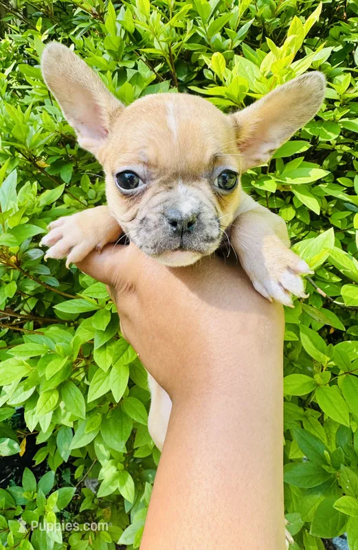 Exotic Sleeping Beauty  – French Bulldog, American Bully puppy for sale in Jonesboro, GA
