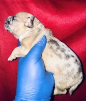 Exotic Sleeping Beauty , a female American Bully for sale in Jonesboro, GA – Photo 4 of 10