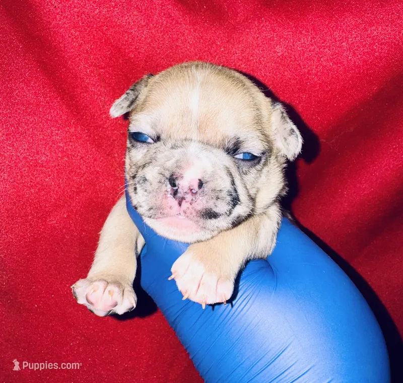 Sleeping Beauty  – American Bully puppy for sale in Jonesboro, GA