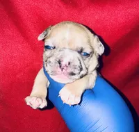 Exotic Sleeping Beauty , a female American Bully for sale in Jonesboro, GA – Photo 3 of 10
