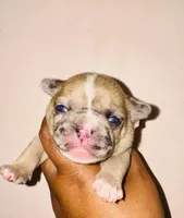 Exotic Sleeping Beauty , a female American Bully for sale in Jonesboro, GA – Photo 6 of 10