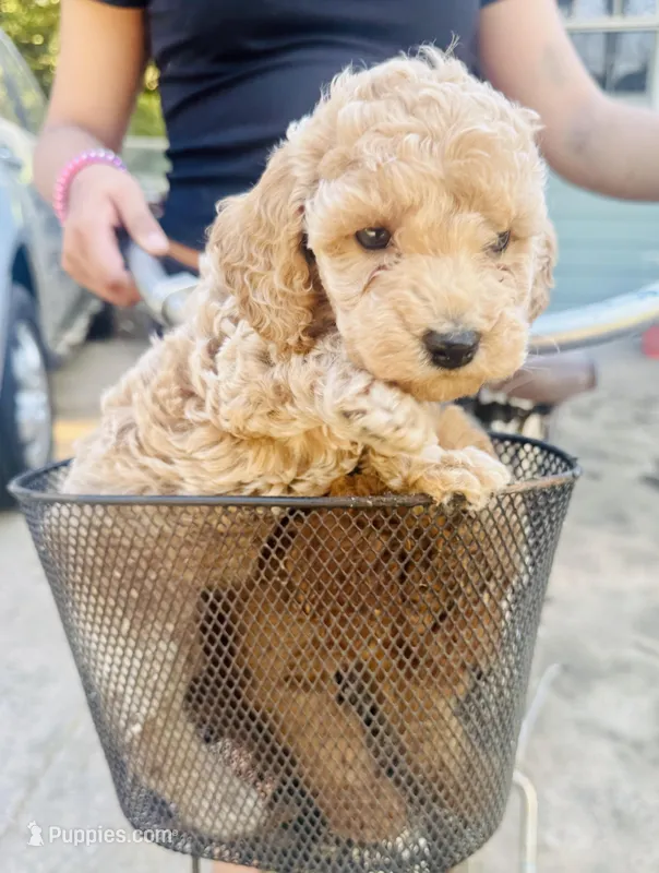Garlic – Miniature Goldendoodle puppy for sale in Jonesboro, GA