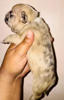 Exotic Sleeping Beauty , a female American Bully for sale in Jonesboro, GA – Photo 7 of 10