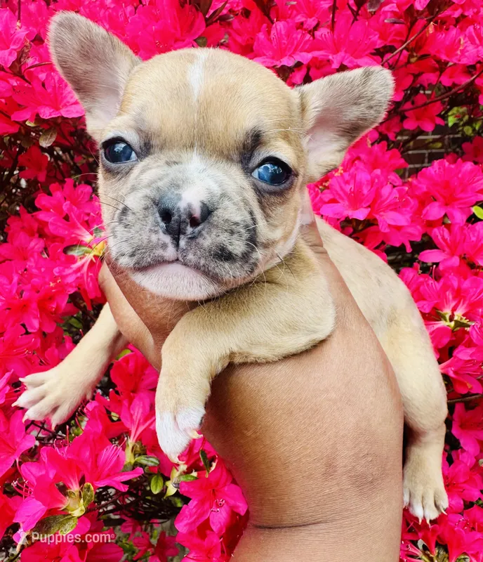 Exotic Sleeping Beauty  – American Bully puppy for sale in Jonesboro, GA