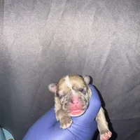 Exotic Sleeping Beauty , a female American Bully for sale in Jonesboro, GA – Photo 9 of 10