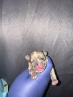 Sleeping Beauty , a female American Bully for sale in Jonesboro, GA – Photo 2 of 2