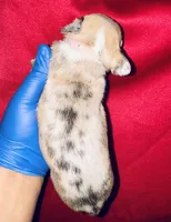 Exotic Sleeping Beauty , a female American Bully for sale in Jonesboro, GA – Photo 5 of 10