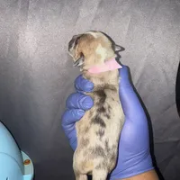 Exotic Sleeping Beauty , a female American Bully for sale in Jonesboro, GA – Photo 10 of 10